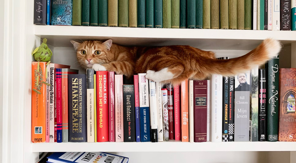고양이와 책이 주인인 나의 집 