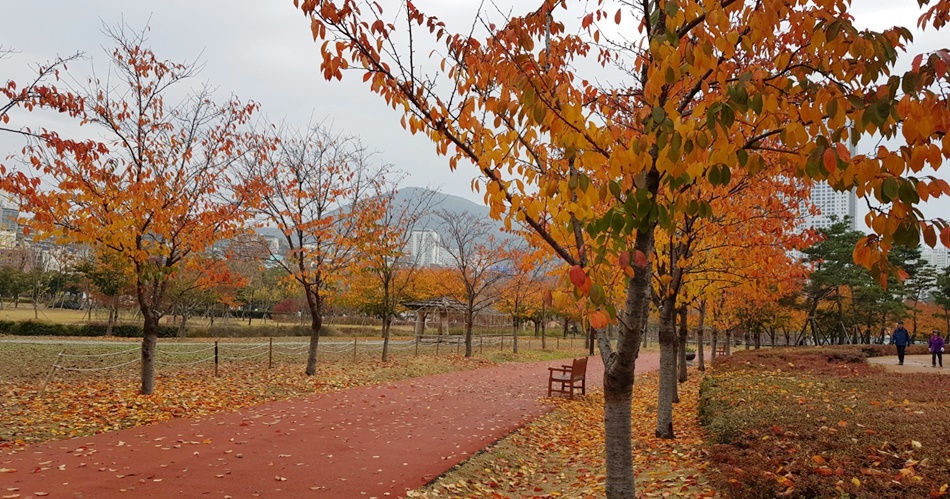 부산시민공원에는 5천 명 이상의 시민들이 헌수한 나무가 곳곳에 자리 잡고 있다.