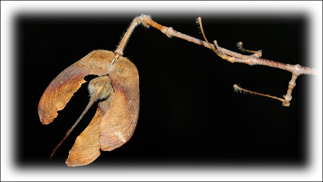 대칭형의 날개가 달려 멀리 이동할 수 있는 복자기의 열매(2013.12.2)