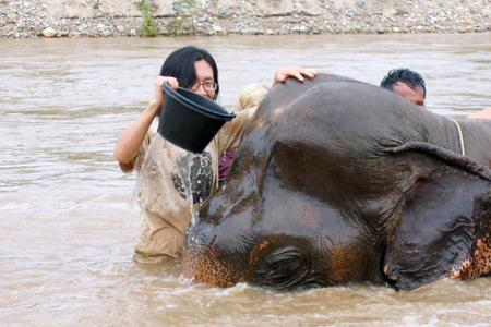 태국 코끼리 자연공원 활동 모습