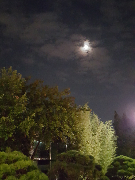 양화진 밤하늘의 초록