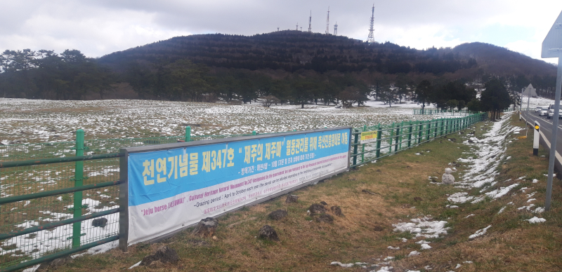 2020년 새해 첫눈이 내린 마방목지에는 말이 없었다! 