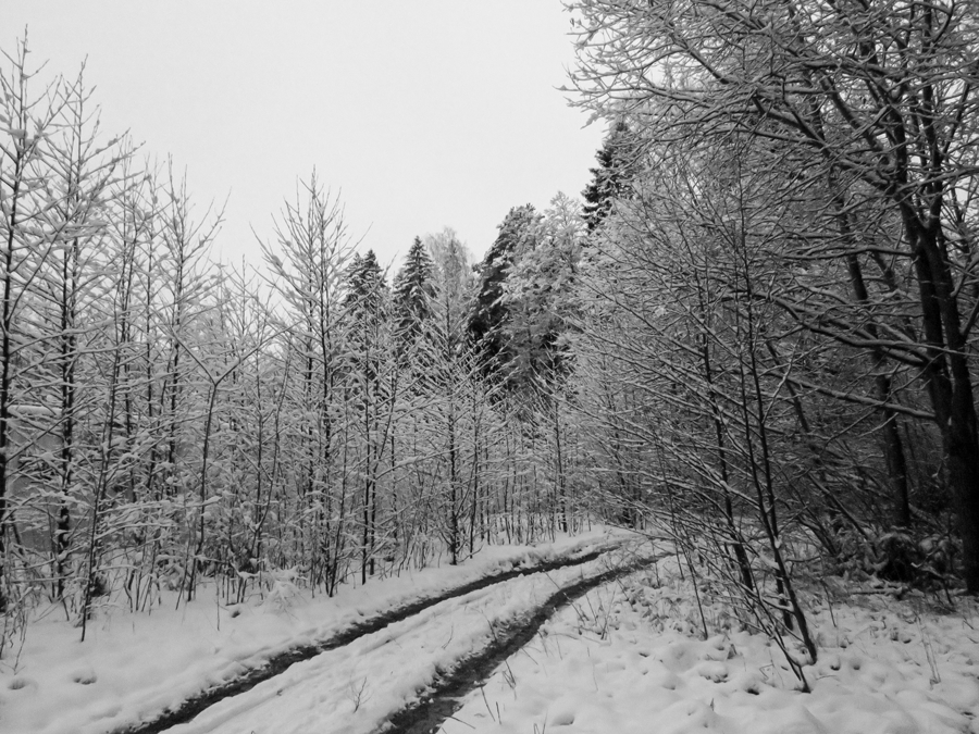 춥고 어두운 겨울 숲