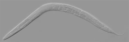 예쁜꼬마선충(Caenorhabditis elegans)