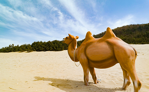 사막 트레킹이 가능한 대청도 낙타 모형