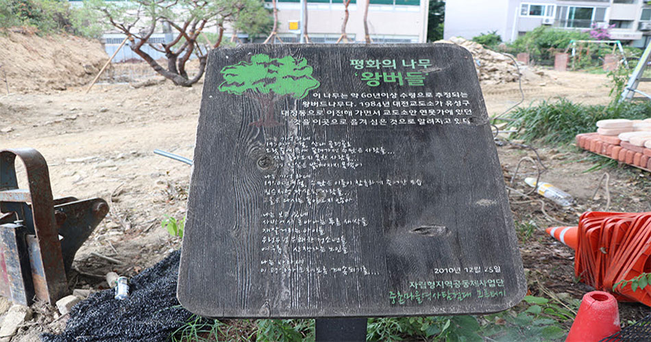 2010년 12월 25일 자립형 지역공동체사업단 중촌마을역사 탐험대 ‘그르터기’가 나무가 겪은 옛일을 기록한 안내판