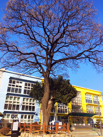 종로초등학교와 최제우 나무2