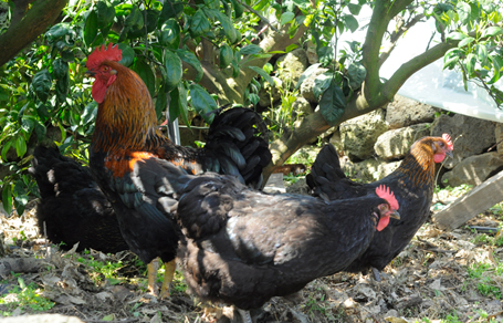 감귤 농장 풍경- 닭