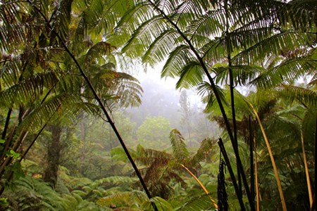 열대우림 사진