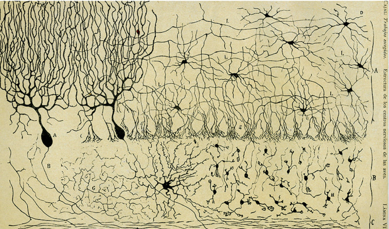 라몬 카할(S. R. Cajal)이 염색에 성공한 뇌의 단편
