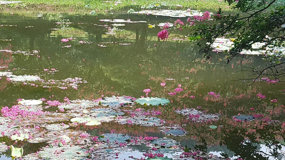 연못 위에 드리워진 꽃 그림자와 꽃잎들이 구분할 수 없게 어우러졌다 